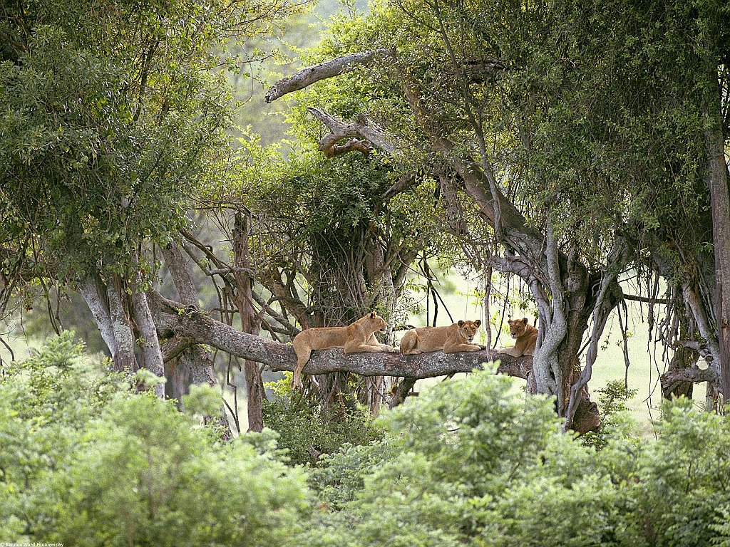 Lions Lazing Upon a Log